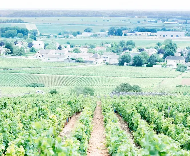 Bourgogne: dé thuishaven van 's werelds beroemdste cultwijn!