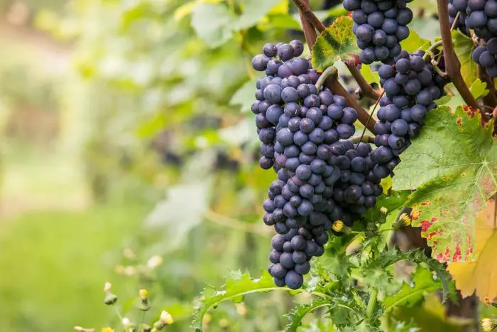 Pinot Noir druiven