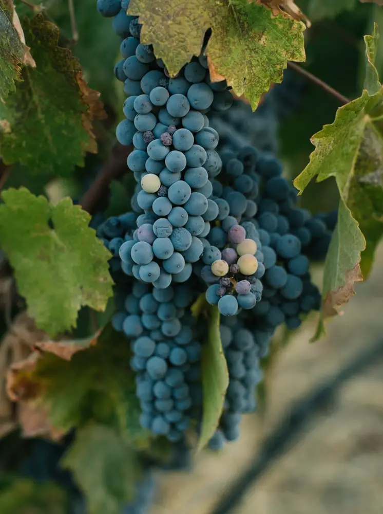 Pinotage druiven