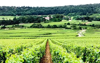 Meursault: Chardonnay van andere orde
