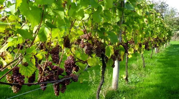 wijngaarden pinot Grigio