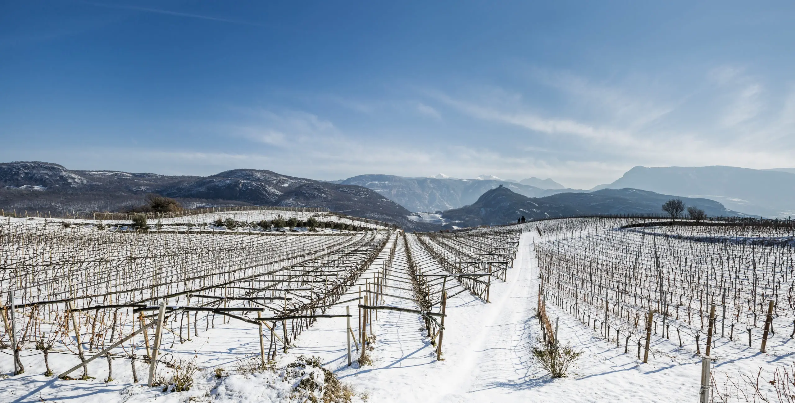wijngebied in de sneeuw
