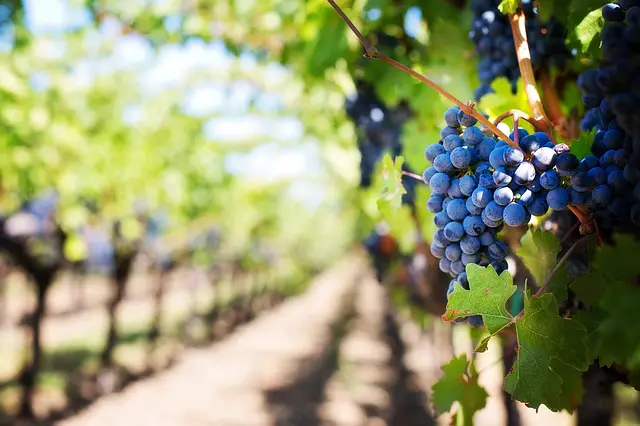 Blauwe druiven wijngaard
