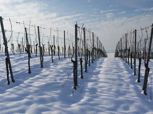 Wijngaard in de sneeuw