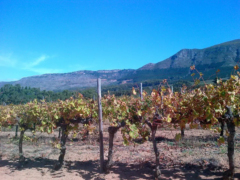Wijngaard Zuid Afrika