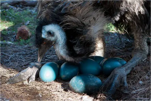 emoe met eieren