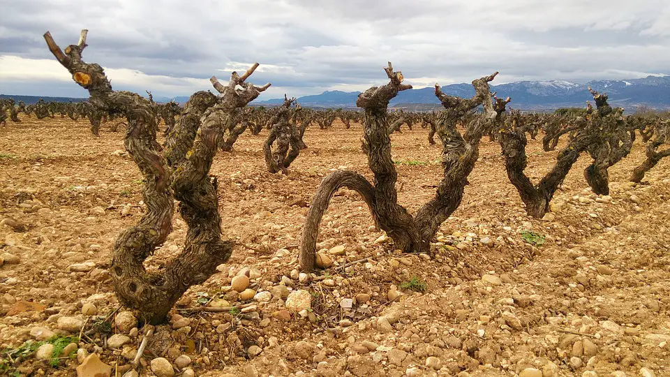 wijngaarden Spanje 