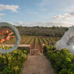 wijngaard van landgoed quinta dos vales