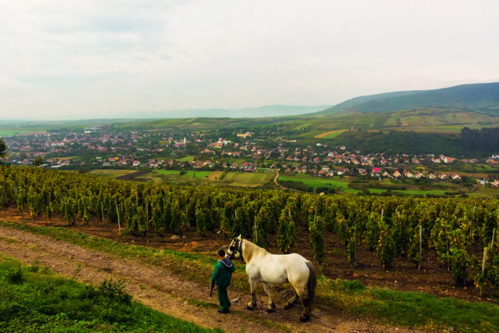 5 wijngaarden in Europa die een bezoek waard zijn
