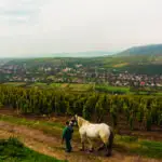 Wijngaarden-Hongarije